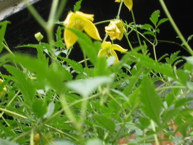 Klematis